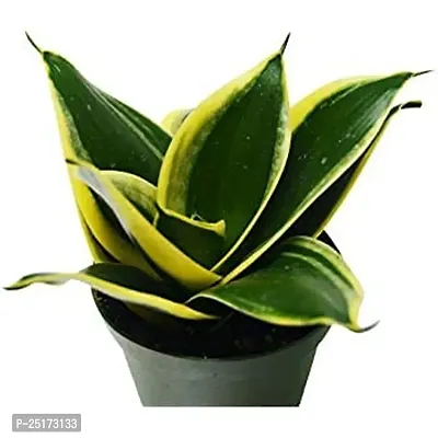 ENRICH PLANTS : Sansevieria Jade Marginata, Snake Plant,Live Plant, Air Purifying,Home Dcor Plant,-thumb3