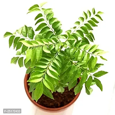 ENRICH PLANTS : Curry Leaf,Live Plant, Useful for making Various Food dished, Health Benefits,-thumb0