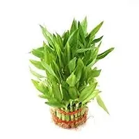 ENRICH PLANTS : LUCKY BAMBOO, 2 Layer, Good Fortune Live Plant, Glass Pot, Home Decor Plant,-thumb3