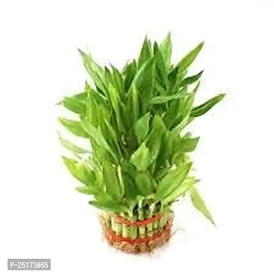 ENRICH PLANTS : LUCKY BAMBOO, 2 Layer, Good Fortune Live Plant, Glass Pot, Home Decor Plant,-thumb4