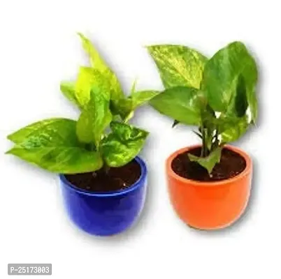 ENRICH PLANTS : Green Moneyplant,Live Plant, Air Purifying, Good Luck.