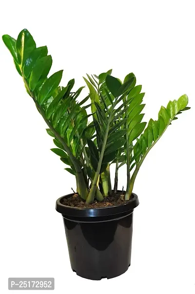 ENRICH PLANTS : ZAMIA (ZZ Plant),Live Plant, Air Purifying,Home Decor Plant,