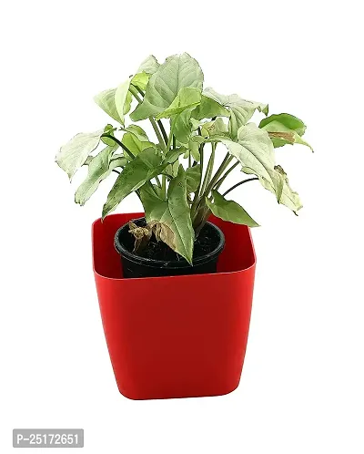 ENRICH PLANTS : Syngonium, Home Dcor Live Plant, Air Purifying,