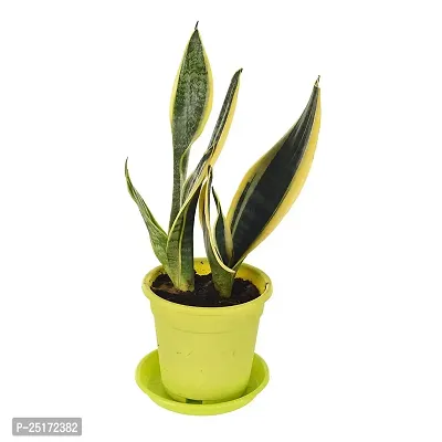 ENRICH PLANTS : Sensevieria Futura Superba, Snake Plant,Live Plant, Air Purifying,Home Dcor Plant,-thumb0