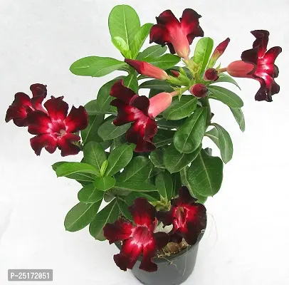 ENRICH PLANTS : ADENIUM,Live Plant, Air Purifying,Home Dcor Plant,