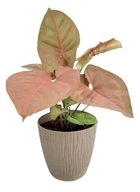 ENRICH PLANTS : SYNGONIUM, Home Dcor Live Plant, Air Purifying,-thumb4