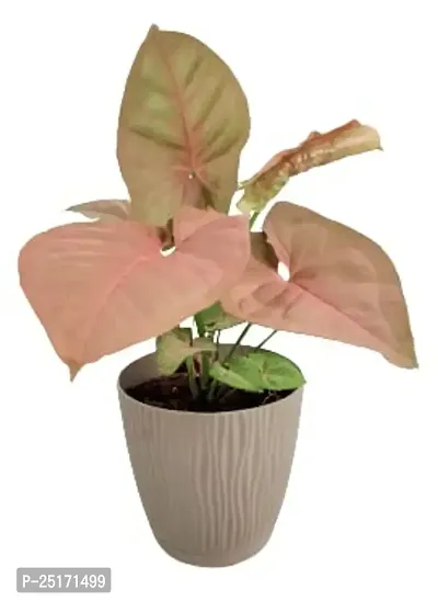 ENRICH PLANTS : SYNGONIUM, Home Dcor Live Plant, Air Purifying,-thumb5