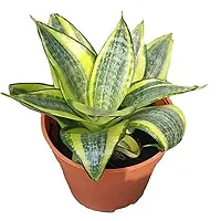 ENRICH PLANTS :: Sansevieria - Snake plant :: Natural Live Plant :: Plastic Pot :: Air Purifying :: Home Decor ::-thumb3