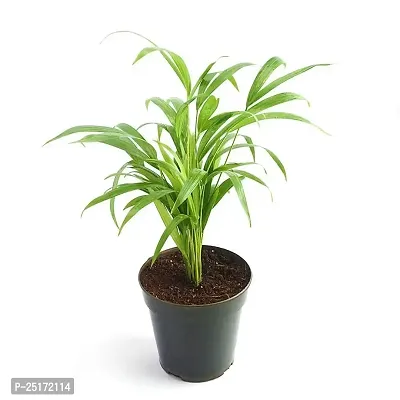 ENRICH PLANTS : PALM,Live Plant, Air Purifying, Home Decor Plant,-thumb0