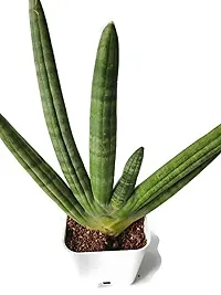 ENRICH PLANTS : Sensevieria Green, Snake Plant,Live Plant, Air Purifying,Home Dcor Plant,-thumb1