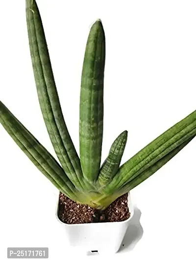 ENRICH PLANTS : Sensevieria Green, Snake Plant,Live Plant, Air Purifying,Home Dcor Plant,-thumb2