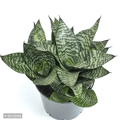 ENRICH PLANTS : Sansevieria Hahnii Green Dwarf, Snake Plant,Live Plant, Air Purifying,Home Dcor Plant,-thumb5