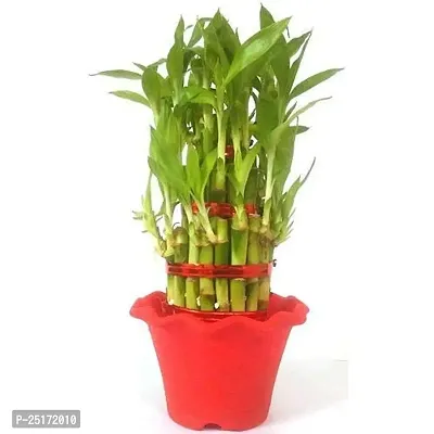 ENRICH PLANTS : LUCKY BAMBOO, 2 Layer, Good Fortune Live Plant, Home Decor Plant,-thumb2