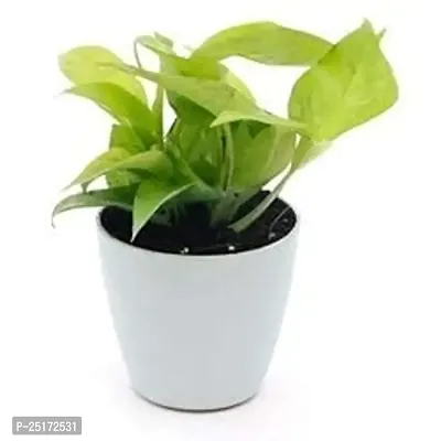 ENRICH PLANTS : Golden Moneyplant, Live Plant, Air Purifying, Good Luck