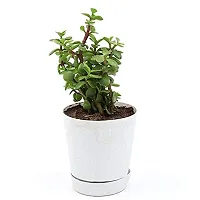 ENRICH PLANTS : JADE, Good Luck, Home Decor Live Plant, Air Purifying,-thumb1