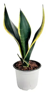 ENRICH PLANTS :: Sansevieria - Snake plant :: Natural Live Plant :: Plastic Pot :: Air Purifying :: Home Decor ::-thumb1