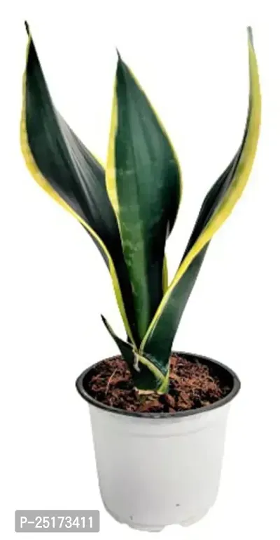 ENRICH PLANTS :: Sansevieria - Snake plant :: Natural Live Plant :: Plastic Pot :: Air Purifying :: Home Decor ::-thumb2