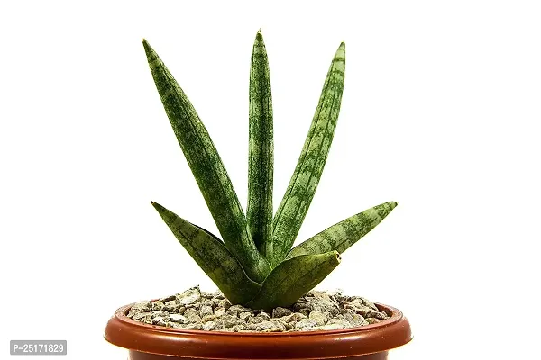 ENRICH PLANTS : Sansevieria Cylindrica Boncel, Snake Plant,Live Plant, Air Purifying,Home Dcor Plant,