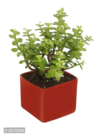 ENRICH PLANTS : JADE, Good Luck, Home Decor Live Plant, Air Purifying,-thumb2