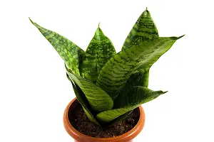 ENRICH PLANTS : Sensevieria Moonshine, Snake Plant,Live Plant, Air Purifying,Home Dcor Plant,-thumb1