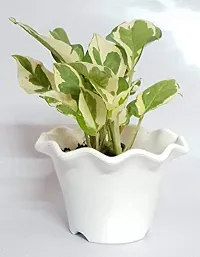 ENRICH PLANTS : Moneyplant Scindapsus,Live Plant, Air Purifying, Good Luck.-thumb1