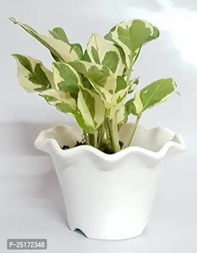 ENRICH PLANTS : Moneyplant Scindapsus,Live Plant, Air Purifying, Good Luck.-thumb2