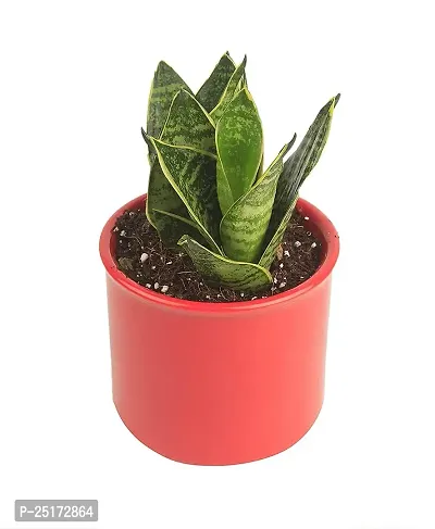 ENRICH PLANTS : Sansevieria Dwarf Laurentii, Snake Plant,Live Plant, Air Purifying,Home Dcor Plant,