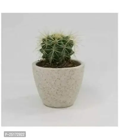 ENRICH PLANTS :: Cactus :: Exotic Live Plant :: Home Decor Plant :: Plastic Pot :: Air Purifying ::