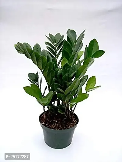 ENRICH PLANTS : ZAMIA (ZZ Plant),Live Plant, Air Purifying,Home Decor Plant,-thumb0