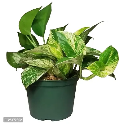 ENRICH PLANTS : Green Moneyplant,Live Plant, Air Purifying, Good Luck.-thumb4