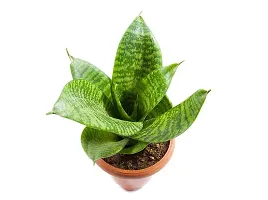 ENRICH PLANTS :: Sansevieria - Snake plant :: Natural Live Plant :: Plastic Pot :: Air Purifying :: Home Decor ::-thumb1