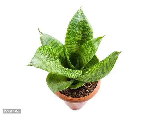 ENRICH PLANTS :: Sansevieria - Snake plant :: Natural Live Plant :: Plastic Pot :: Air Purifying :: Home Decor ::-thumb2