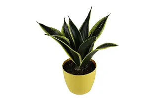 ENRICH PLANTS :: Sansevieria - Snake plant :: Natural Live Plant :: Plastic Pot :: Air Purifying :: Home Decor ::-thumb1