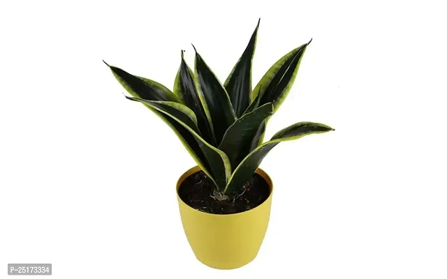 ENRICH PLANTS :: Sansevieria - Snake plant :: Natural Live Plant :: Plastic Pot :: Air Purifying :: Home Decor ::-thumb2