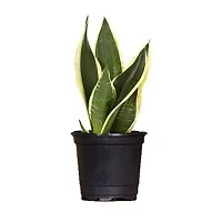 ENRICH PLANTS :: Sansevieria - Snake plant :: Natural Live Plant :: Plastic Pot :: Air Purifying :: Home Decor ::-thumb3