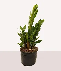 ENRICH PLANTS : ZAMIA (ZZ Plant),Live Plant, Air Purifying,Home Decor Plant,-thumb4