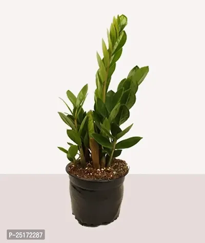 ENRICH PLANTS : ZAMIA (ZZ Plant),Live Plant, Air Purifying,Home Decor Plant,-thumb5