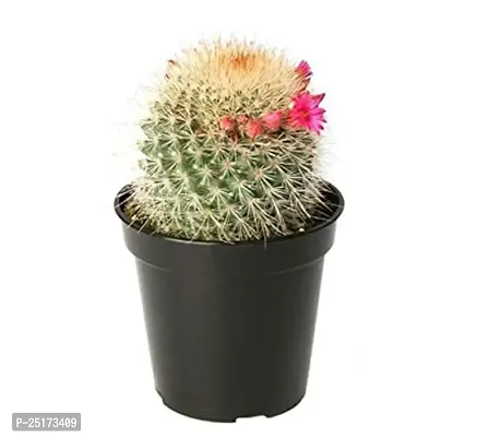 ENRICH PLANTS :: Cactus:: Natural Live Plant :: Plastic Pot :: Air Purifying :: Home Decor Plant ::-thumb0