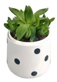 Enrich Plants Live Plants for Indoor Home D?cor | SUCCULENT (Big) |Indoor Plant|SHLOKU_3166(1)-thumb1