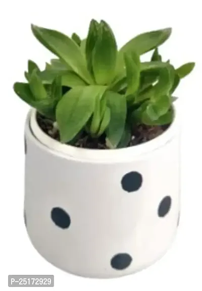 Enrich Plants Live Plants for Indoor Home D?cor | SUCCULENT (Big) |Indoor Plant|SHLOKU_3166(1)-thumb2