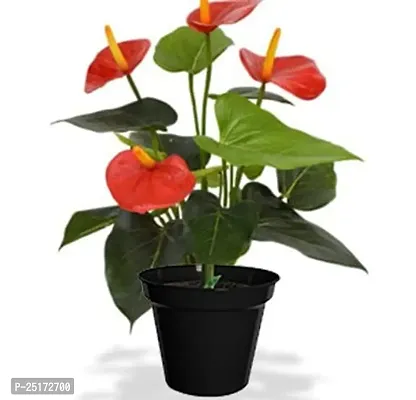 ENRICH PLANTS : ANTHURIUM RED, Exotic Live Plant, Home Decor Plant, Air Purifying,-thumb0