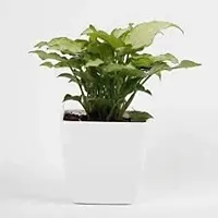 Enrich Plants Live Plants for Indoor Home Dcor | Arrowhead Plant | Syngonium | Indoor Plant|SHLOKU_3609(1)-thumb1