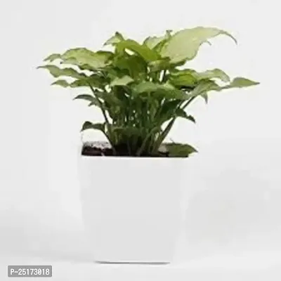 Enrich Plants Live Plants for Indoor Home Dcor | Arrowhead Plant | Syngonium | Indoor Plant|SHLOKU_3609(1)-thumb2