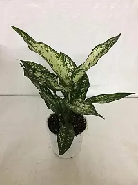 Enrich Plants Live Plants for Indoor Home Dcor | Algaonema |Indoor Plant|SHLOKU_3599(1)-thumb1