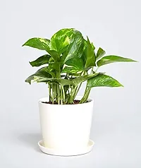 ENRICH PLANTS : Golden Moneyplant,Live Plant, Air Purifying, Good Luck.-thumb4