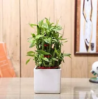 ENRICH PLANTS : LUCKY BAMBOO, 2 Layer, Good Fortune Live Plant, Ceramic Pot, Home Decor Plant,-thumb1