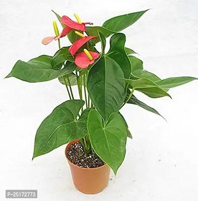 ENRICH PLANTS : ANTHURIUM RED, Exotic Live Plant, Home Decor Plant, Air Purifying,