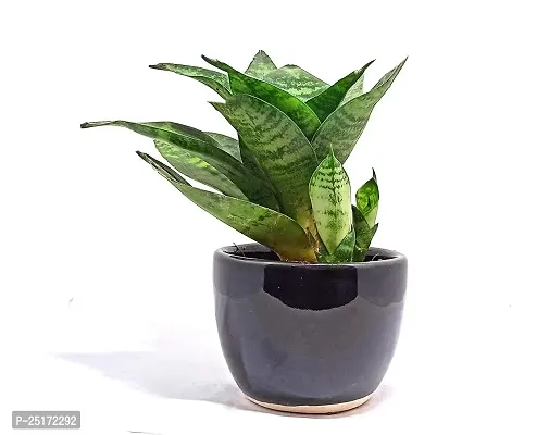 ENRICH PLANTS : Sansevieria Hahnii Green Dwarf, Snake Plant,Live Plant, Air Purifying,Home Dcor Plant,-thumb0