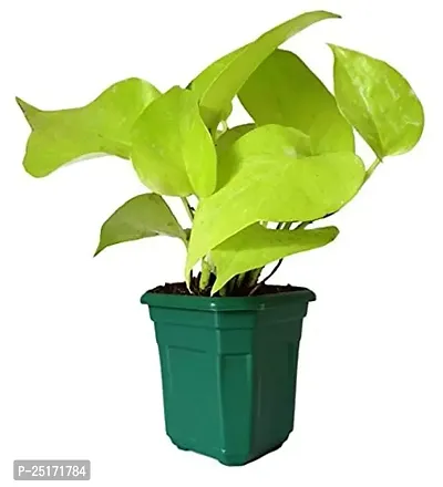 ENRICH PLANTS : Golden Moneyplant,Live Plant, Air Purifying, Good Luck.