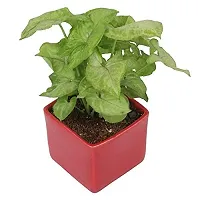 ENRICH PLANTS : SYNGONIUM, Home Dcor Live Plant, Air Purifying,-thumb1